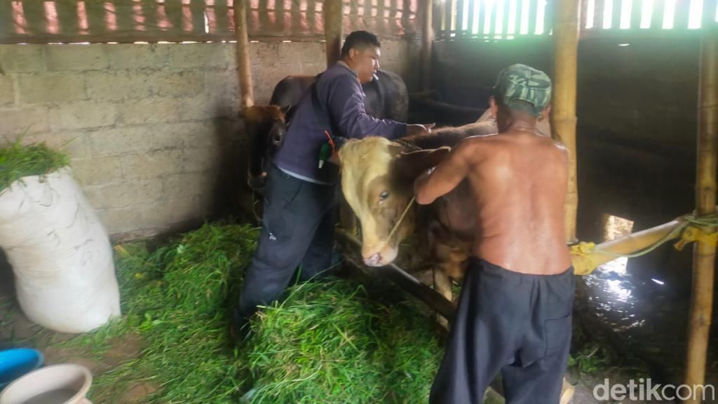 PMK Mengganas di Kabupaten Pasuruan, Sepekan Ratusan Sapi Terjangkit dan Puluhan Mati